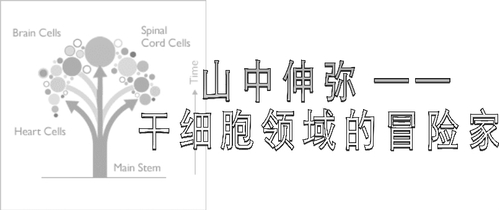 山中伸弥_干细胞领域的冒险家_李先涛
