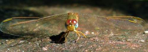 image034
