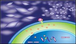 genetic circuit