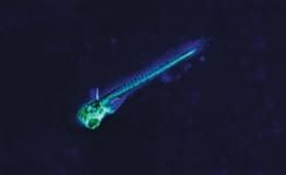 说明: http://www.nature.com/polopoly_fs/7.8566.1358852915!/image/Zebrafish-landscape.jpg_gen/derivatives/landscape_300/Zebrafish-landscape.jpg
