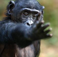 http://www.the-scientist.com/Sept2014/handedness.jpg