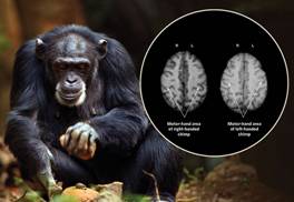 http://www.the-scientist.com/Sept2014/chimp3.jpg