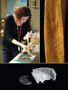 http://www.americanscientist.org/Libraries/images/201410720333010626-2014-11PerspectiveShipmanF2.jpg