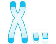 http://www.the-scientist.com/March2015/genome_3.jpg