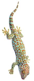 http://www.nature.com/nature/journal/v519/n7544_supp/images/519S7a-i2.jpg