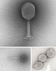 说明: http://www.the-scientist.com/January2016/feature1_2.jpg