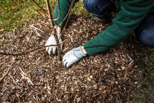 A community-gardening and forestry organization called Louisville Grows has planted city-hardy tree species on private land, churchyards, roadways, and curb strips to help the city cool its heat island.